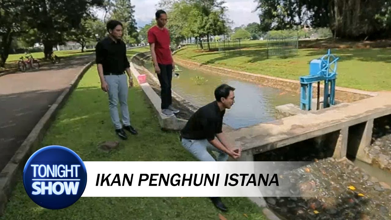 Vincent Takjub Lihat Ikan Ternak Presiden Jokowi – Video TonightShowNet